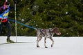 Skijoring dog sport racing
