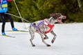 Skijoring dog sport racing