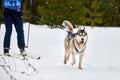 Skijoring dog sport racing