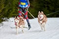 Skijoring dog sport racing