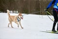 Skijoring dog sport racing