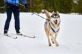 Skijoring dog sport racing