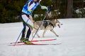 Skijoring dog sport racing