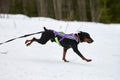 Skijoring dog sport racing