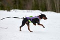 Skijoring dog sport racing