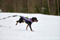 Skijoring dog sport racing