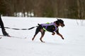 Skijoring dog sport racing