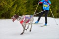 Skijoring dog sport racing