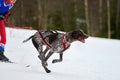 Skijoring dog sport racing