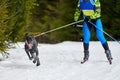 Skijoring dog sport racing