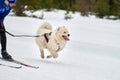 Skijoring dog sport racing