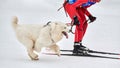 Skijoring dog sport racing