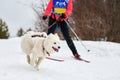 Skijoring dog sport racing