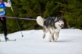 Skijoring dog sport racing