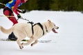 Skijoring dog sport racing