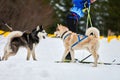 Skijoring dog sport racing