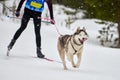 Skijoring dog sport racing