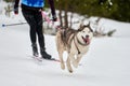 Skijoring dog sport racing