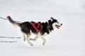 Skijoring dog sport racing