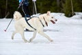 Skijoring dog sport racing