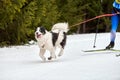 Skijoring dog sport racing