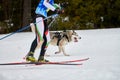 Skijoring dog sport racing