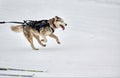 Skijoring dog sport racing