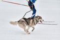 Skijoring dog sport racing