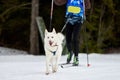 Skijoring dog sport racing