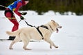 Skijoring dog sport racing