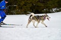 Skijoring dog sport racing