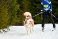 Skijoring dog sport racing