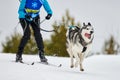 Skijoring dog sport racing