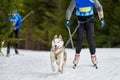 Skijoring dog sport racing