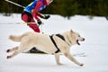 Skijoring dog sport racing