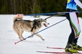 Skijoring dog sport racing