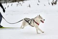 Skijoring dog sport racing