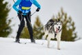 Skijoring dog sport racing