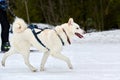 Skijoring dog sport racing