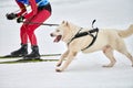 Skijoring dog sport racing