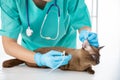 Skilful young veterinarian is examining the ear of brown cat in vet clinic