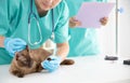 Skilful young veterinarian is examining the ear of brown cat in vet clinic