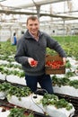 Skilled adult farmer working in greenhouse, harvesting ripe organic strawberry