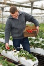 Skilled adult farmer working in greenhouse, harvesting ripe organic strawberry