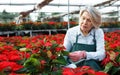 Female florist cultivating poinsettia in greenhouse Royalty Free Stock Photo