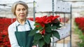 Female florist cultivating poinsettia in greenhouse Royalty Free Stock Photo