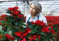 Female florist cultivating poinsettia in greenhouse