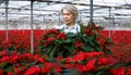 Female florist cultivating poinsettia in greenhouse Royalty Free Stock Photo