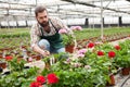 Florist cultivating geraniums