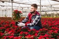 Skilled florist man engaged in cultivation of plants of poinsettia Royalty Free Stock Photo